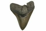 Serrated Fossil Megalodon Tooth From Georgia - Repaired #338623-1